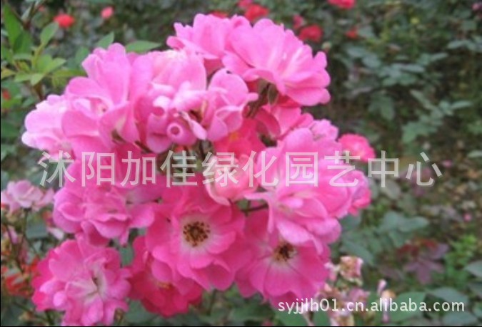 供应:<em>十姐妹</em>月季 <em>十姐妹</em>月季批发 <em>十姐妹</em>月季价