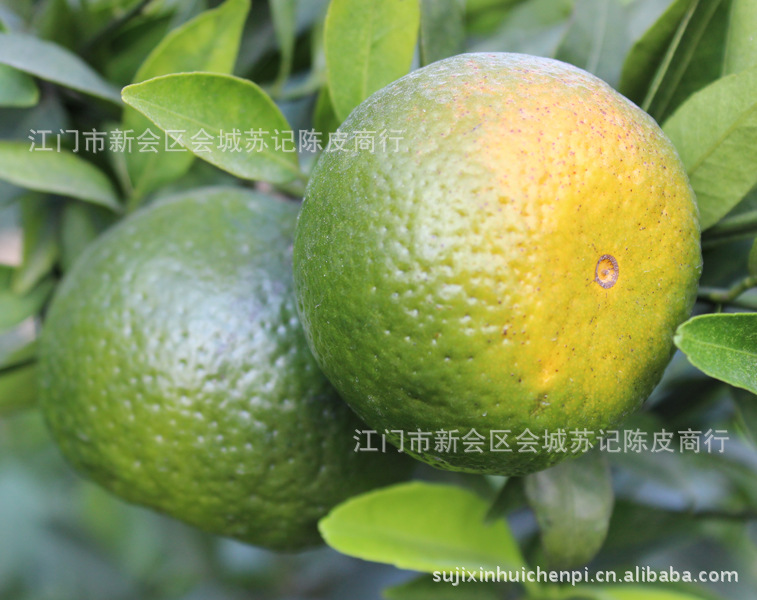 新会柑果 新会梅江大红柑 新会大红柑 预订开始图片,新会柑果 新会梅江大红柑 新会大红柑 预订开始图片大全,江门市新会区会城苏记陈皮商行-马可波罗网