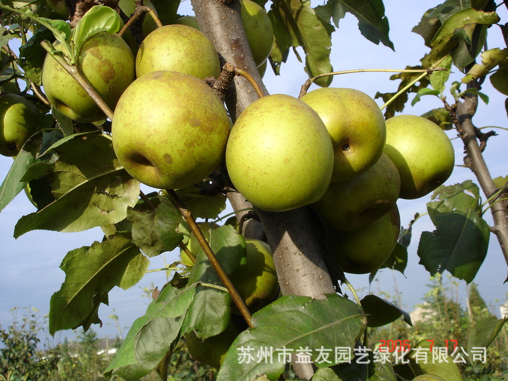 产品供应 益友翠冠梨预购中 我们始终坚持
