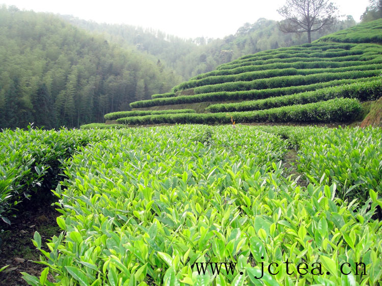 一品茶香批发供应各种名茶 大红袍乌龙茶系列