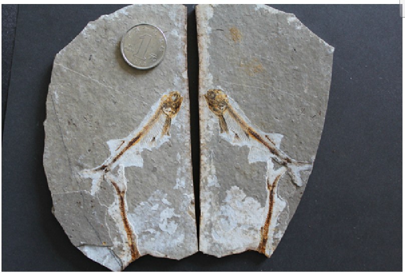 辽西文化的内涵与意义--鱼化石工艺品_mengy