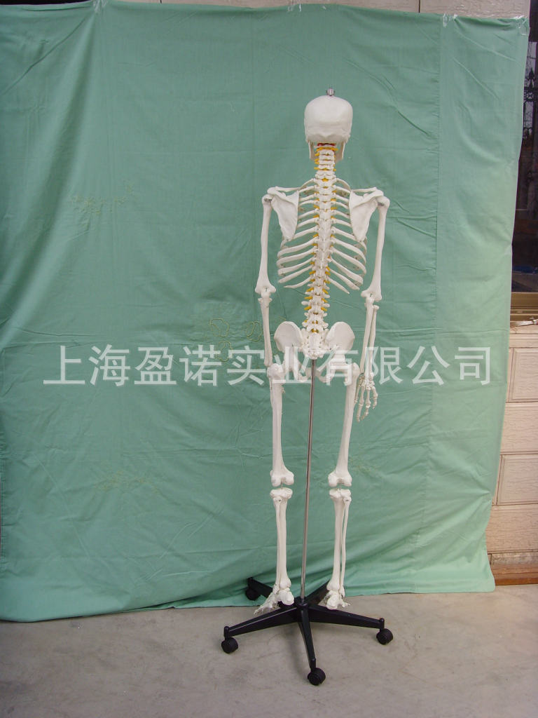 供应170cm人体骨骼模型