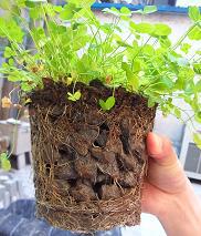 【绿色生态混凝土】