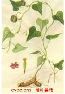 植物原药材-长期供应野生中药 黄姜 又名穿地龙