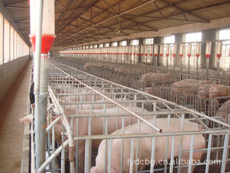 河南仔猪养殖  种猪供应 价格优惠 欢迎致电
