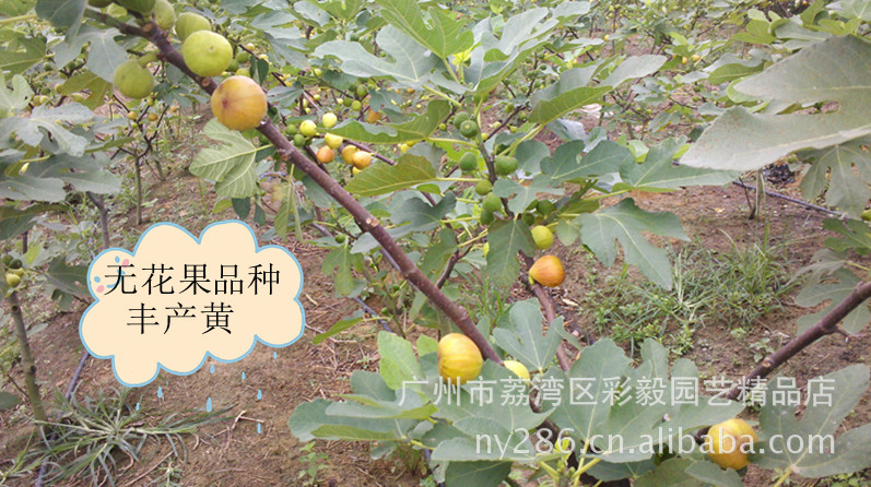 无花果基地直销,批发纯正品种丰产黄无花果盆栽