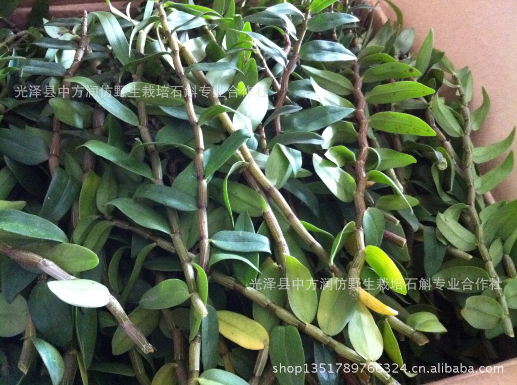 【浙江雁荡山品种红杆软脚中方润铁皮石斛带叶