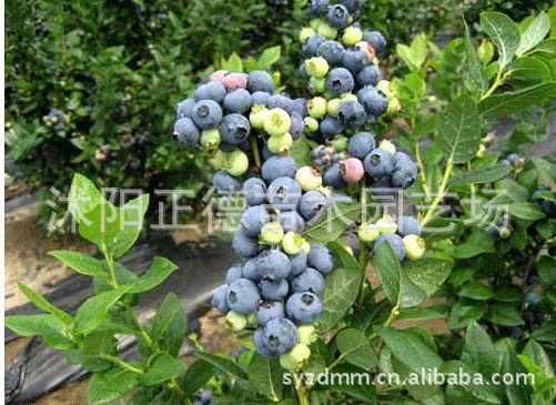 当年就可结果的蓝莓树、6年以上树龄、挂果早