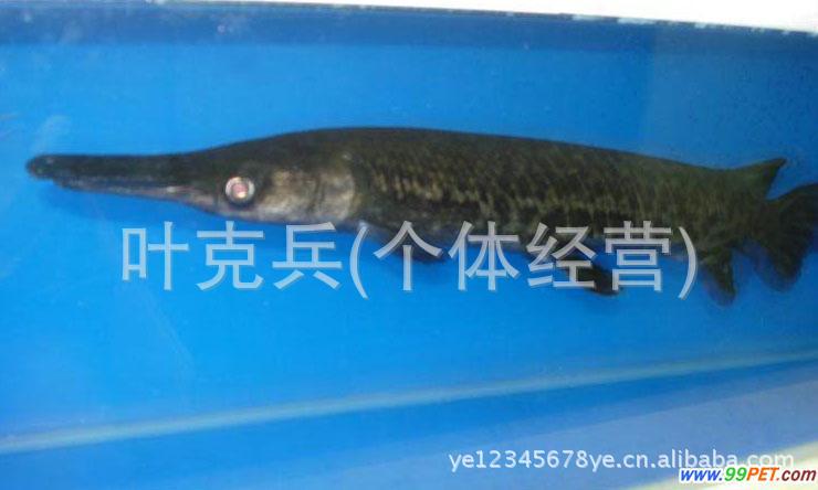 上海宏业专业养殖,批发销售各类热带观赏鱼 长