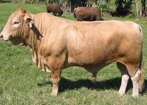 养殖效果·山东肉牛·广东肉牛行情·那种肉牛出肉率高