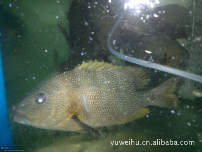 河鲜 野生鱼 海鲜 海产品 冻品 野味