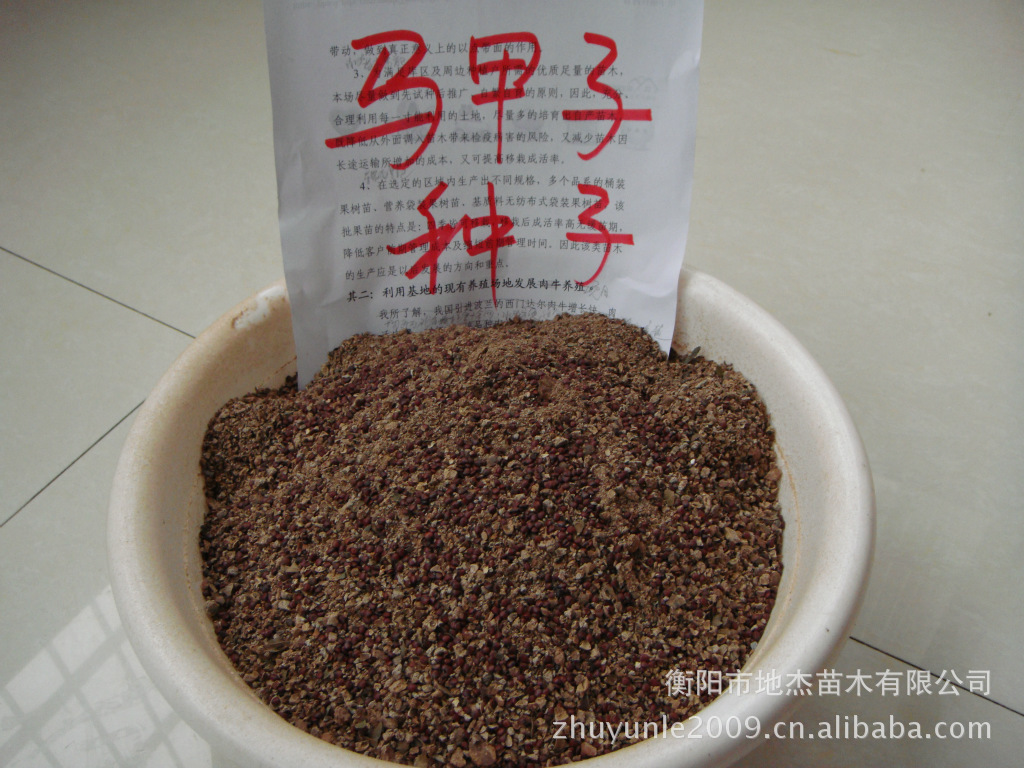 供应篱笆用苗木<em>种子马甲子种子</em> - 衡南县地杰果