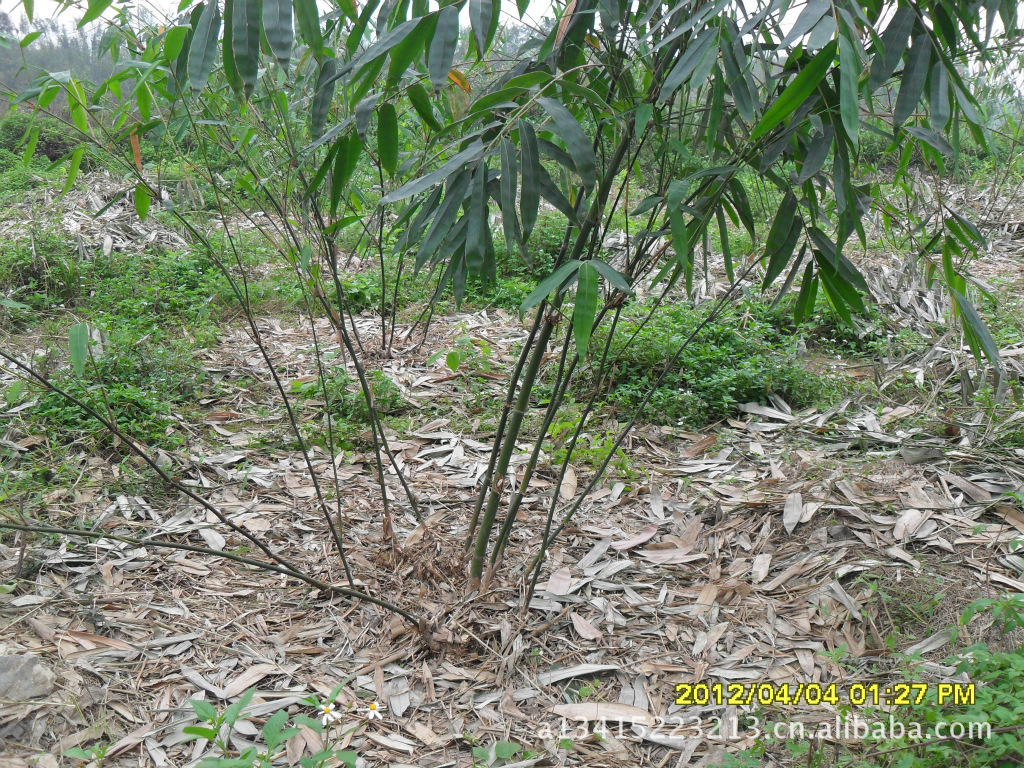 竹类植物-供应麻竹苗~··~-竹类植物尽在阿里