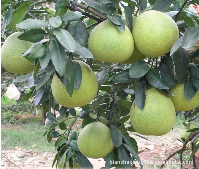 果树-低价出售红肉柚子树苗新品种-超级红肉蜜