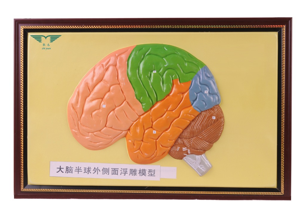 浮雕式教学模型大脑半球外侧面浮雕模型