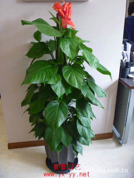 上海专业绿化公司 办公室植物租赁 室内植物租