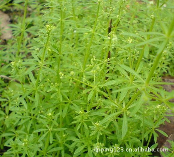 陈提取物 湿热黄疸,胆囊炎,小便不利,风痒疮疥。