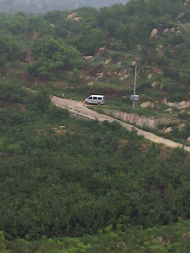 【栽香玲核桃苗到山东省果树研究所核桃研发基