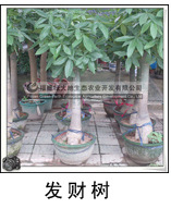 发财树 