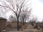 供应绿化苗木榆树,榔榆,榔榆种子