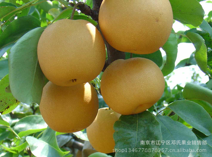 梨-丰水梨 新鲜水果<em>邓氏</em>果业-梨尽在阿里巴巴-