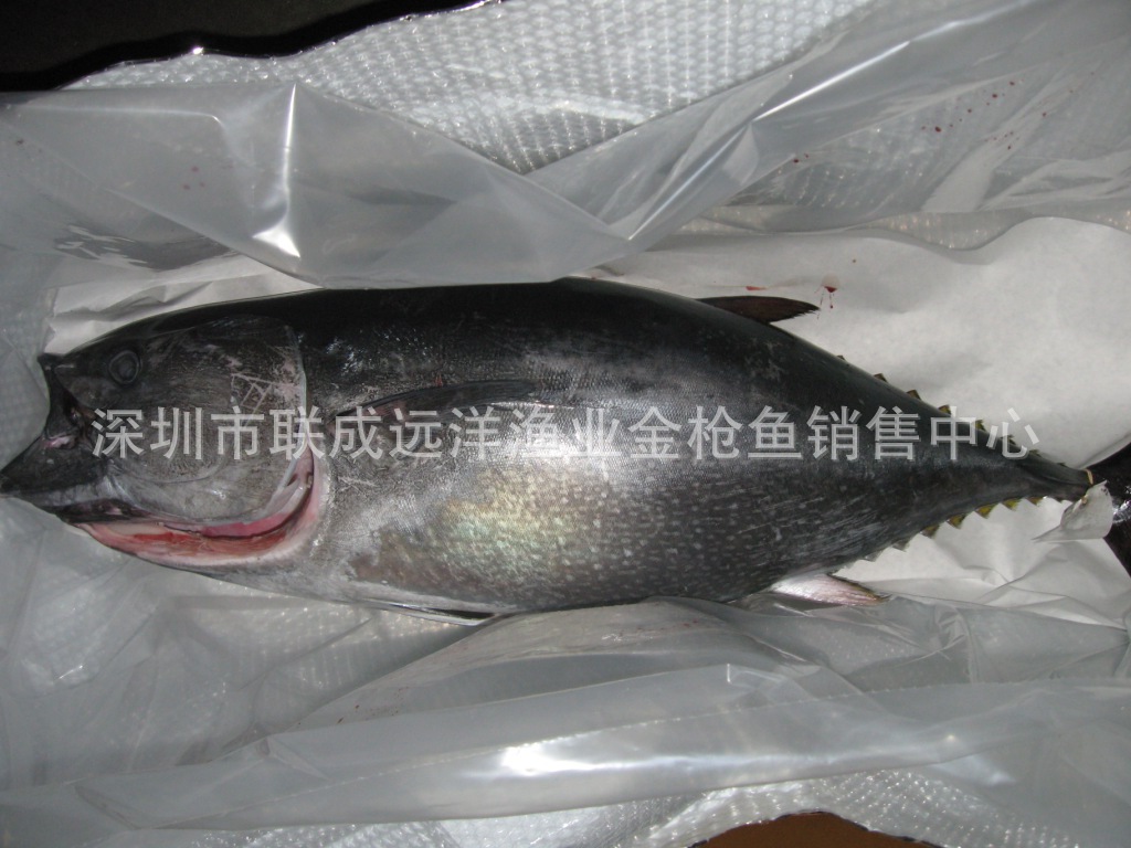 圣诞大餐货源-供应a级冰鲜蓝鳍金枪鱼刺身原条整鱼(全程空运)