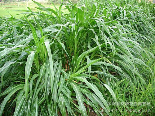 墨西哥玉米草图片