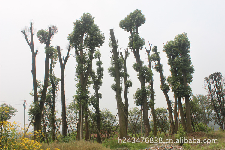 【供应黄桷树古树 大叶榕苗木 重庆璧山丁家苗