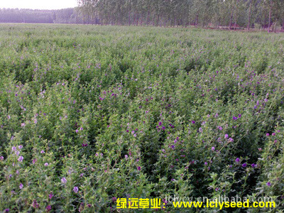 紫花苜蓿种子牧歌401 z4-5高休眠级美国进口耐旱盐碱高产牧草种子