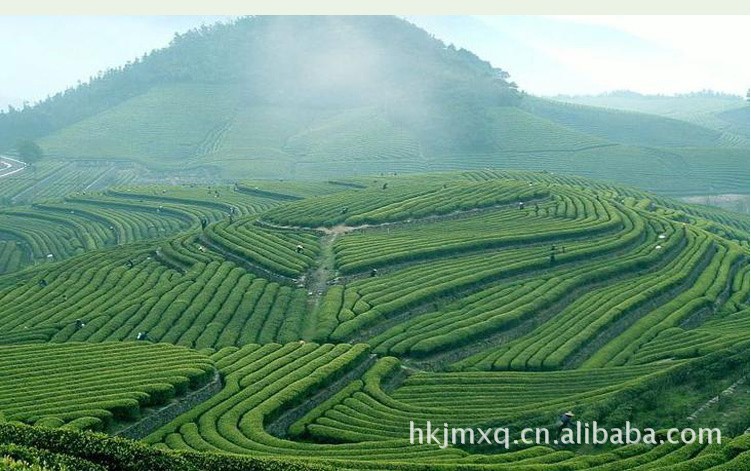 青茶-2013年 新茶叶批发春茶铁观音 散装浓香