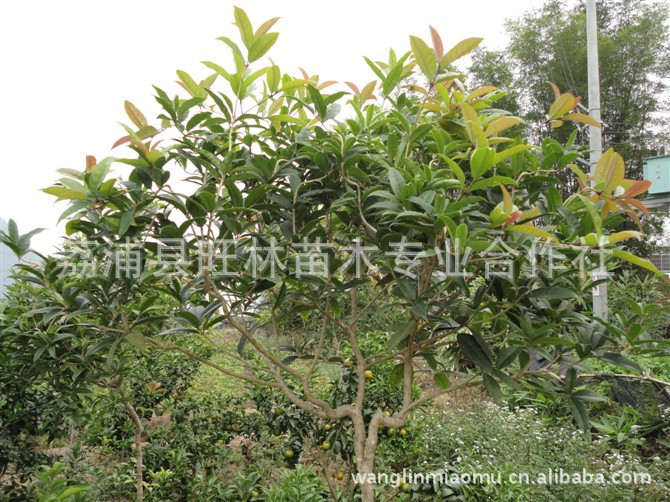 中华龙桂,生长旺盛适合造型,自然行龙姿态优美