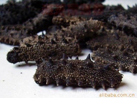 【厂家批发淡干海参,青岛厂家批发原淡干海参
