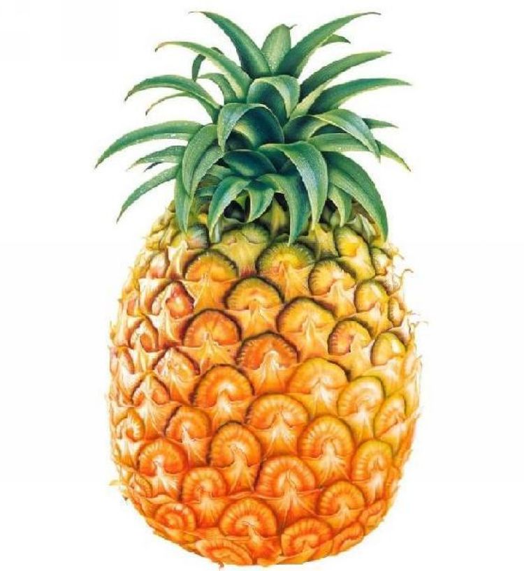 【新发地365天现货】新鲜有机水果--菠萝--凤梨（30斤）京津包邮