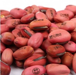 红色爱情魔法豆 迷你植物神气魔豆 魔豆种子表达爱意说出您的心意