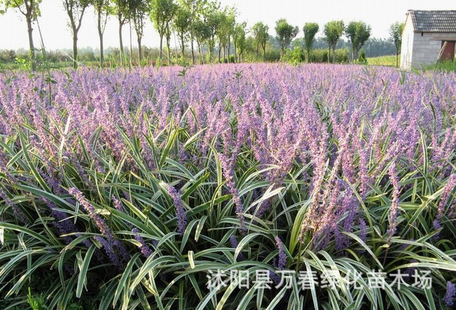 大量出的 耐寒耐荫耐涝园林景观植物 兰花