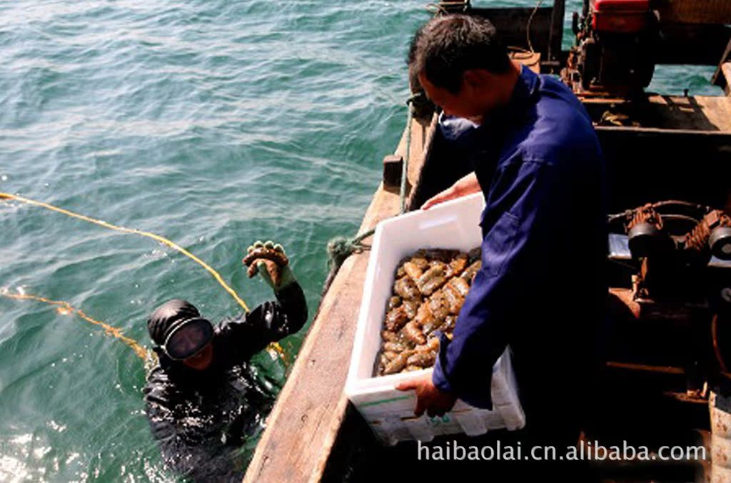 海宝莱即食海参 特价 量大 正品 批发 厂家图片