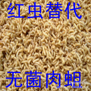 蝇蛆 鲜活 公红虫替代品 无菌肉蛆 万能鱼饵 鲫鱼 蛆虫 活蛆 活饵