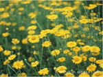 供应:甘野菊种子,野菊花种子,金鸡菊种子,波斯菊种子等