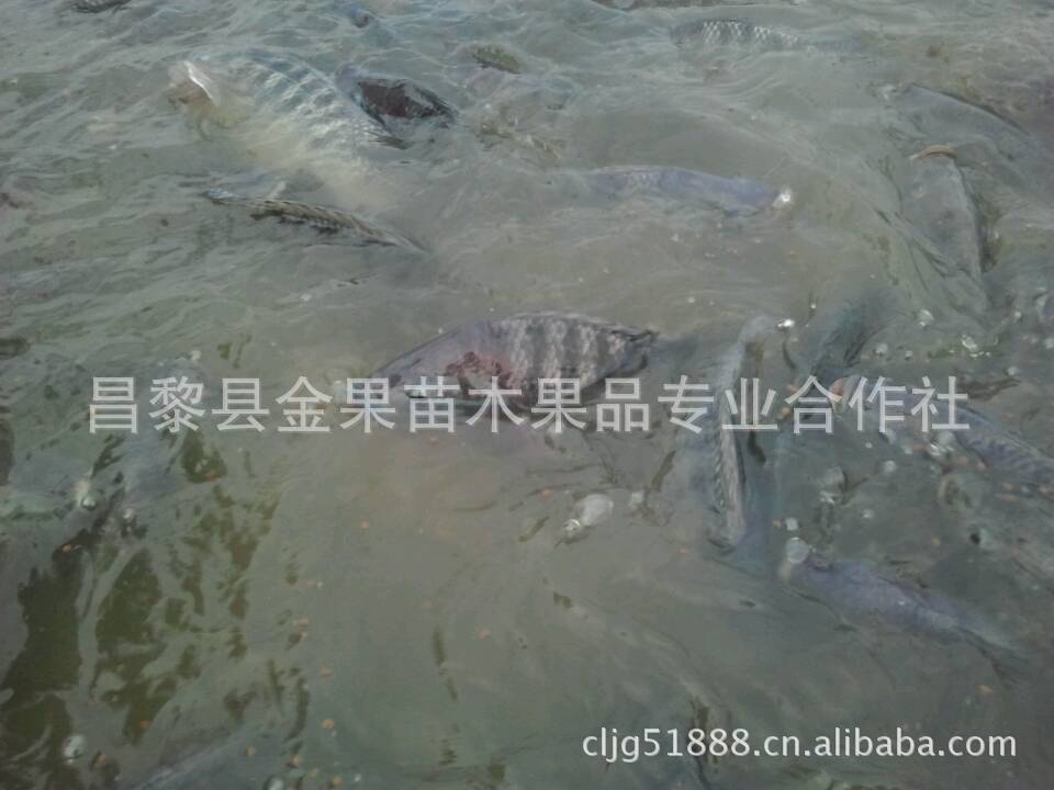 淡水鱼,活鱼,白鲳鱼,罗非鱼-大全价格及生椒盐产销黄做法排条鱼类咸蛋图片