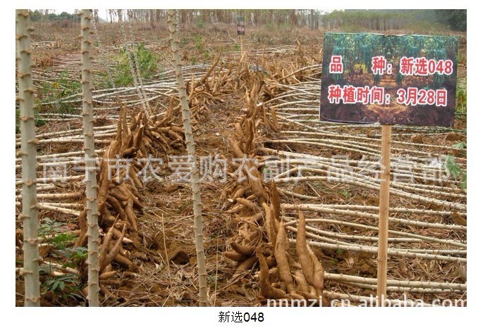 供应广西北海华南205号细叶 高产,高粉,耐肥木薯种茎