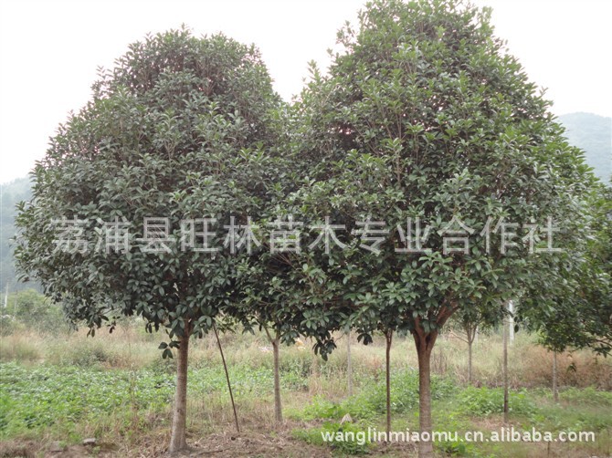 桂花树,又名汉桂,汉中市市 树.桂花属木犀科,木犀属植物.