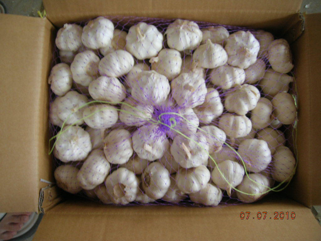 【供出口级金乡纯白大蒜 普白大蒜,代存蒜薹 大