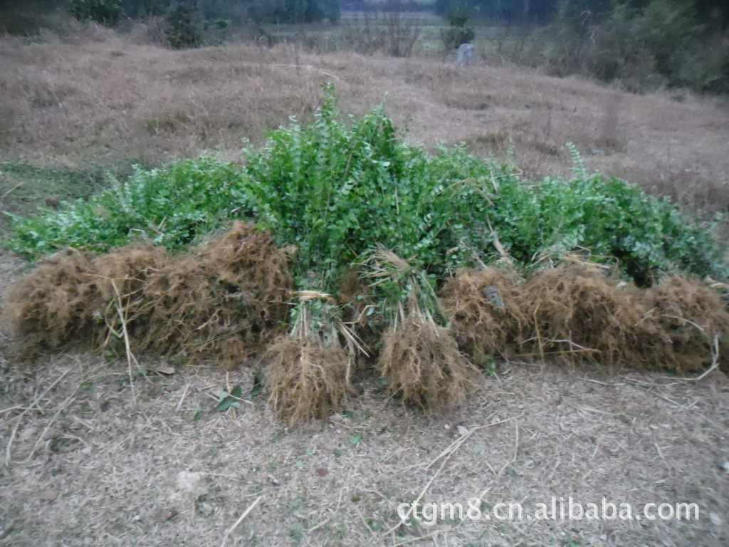 种苗、种子、种球-大量供应<em>小叶女贞苗</em> ,细叶女
