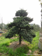 江西罗汉树_江西罗汉树价格_优质江西罗汉树批发\/采购 - 阿里巴巴