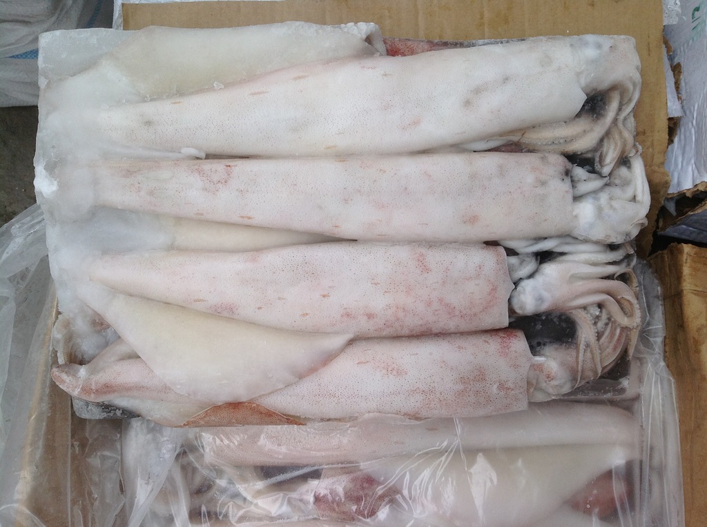 【【华祥水产】冷冻海产 长期供应 船冻鱿鱼 冻