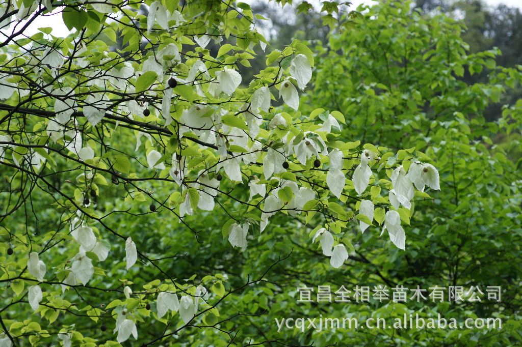 大量供应 珙桐树 鸽子花树 绿化苗木 园林苗木 鸽子树