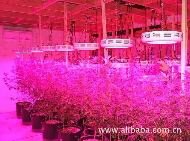 深圳厂家广销50W 迷你UFO LED植物灯快来抢