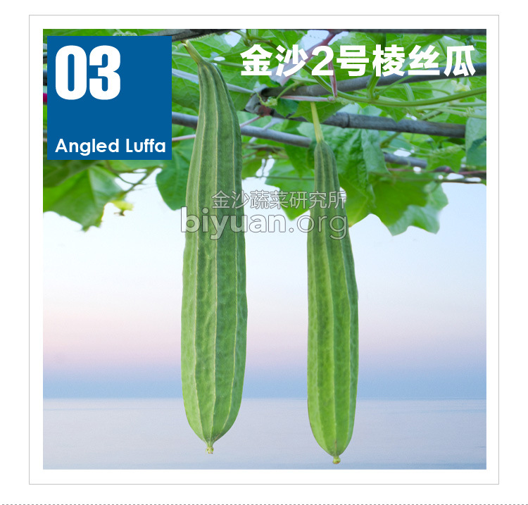 蔬菜种子、种苗-金沙2号棱丝瓜种子 角瓜种子