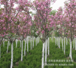供应优质乔木直径3--5cm西府海棠 价格优惠 规格齐全 