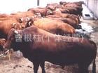 西门塔尔肉牛养殖场 养牛场 西门塔尔养牛基地 西门塔尔养殖技术